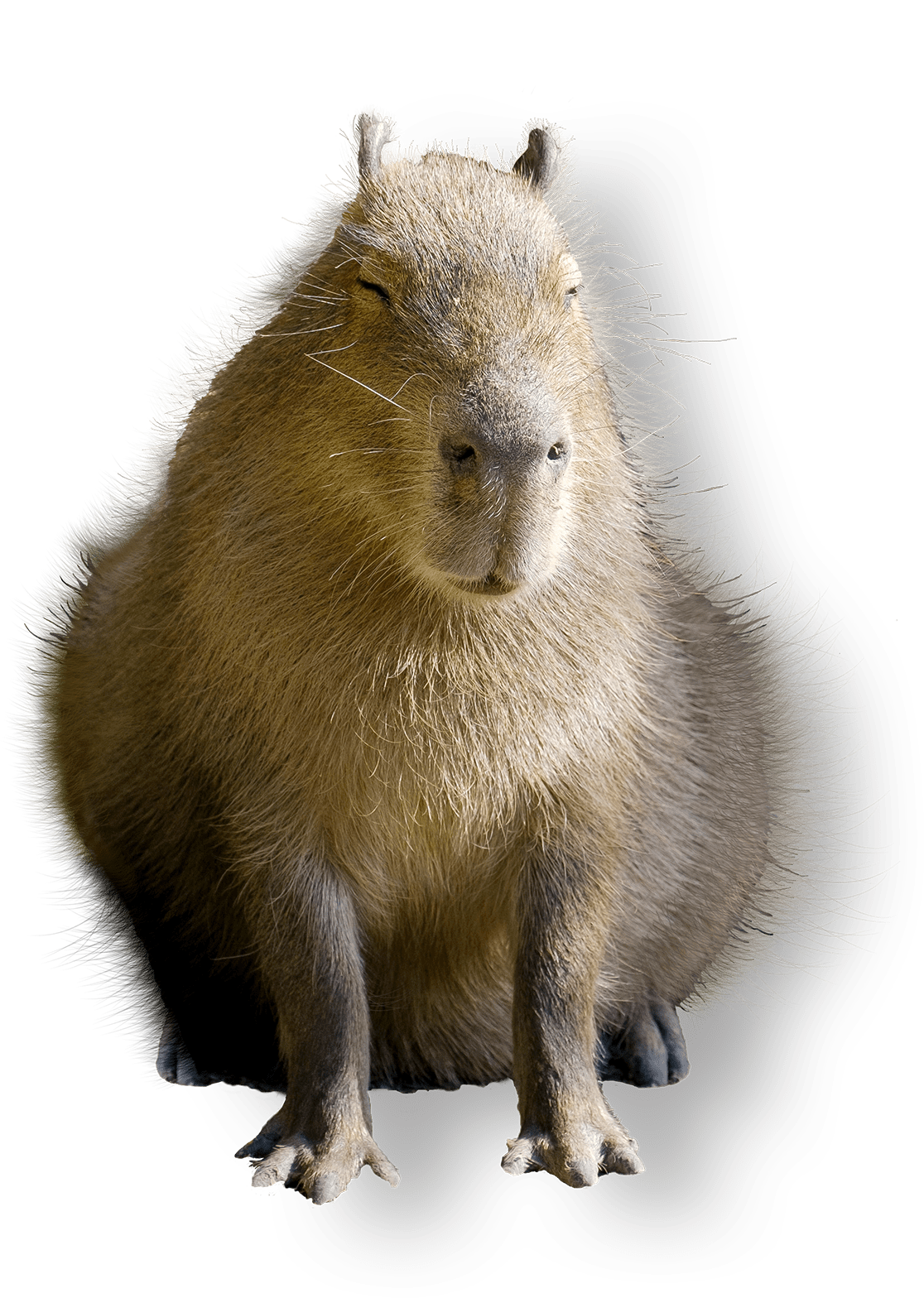 capybara